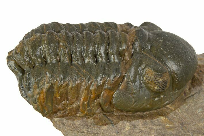 Detailed Reedops Trilobite - Atchana, Morocco #345144